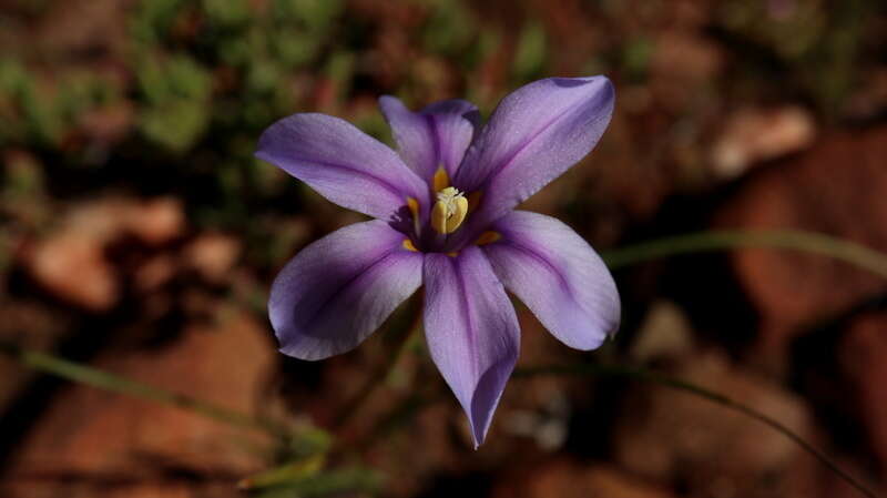 Plancia ëd Moraea polyanthos L. fil.