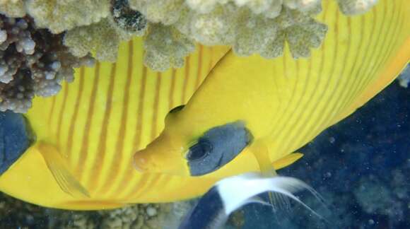 Image of Addis Butterflyfish