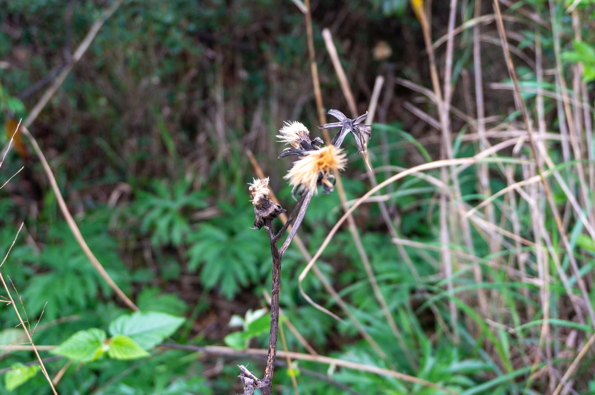 Imagem de Ligularia japonica (Thunb.) Less.