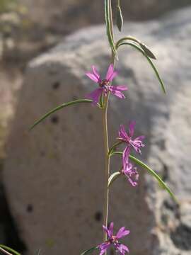 Image de Clarkia xantiana subsp. parviflora (Eastwood) H. Lewis & P. H. Raven