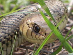 Philodryas patagoniensis (Girard 1858) resmi