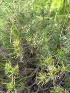 Plantago arborescens Poir. resmi