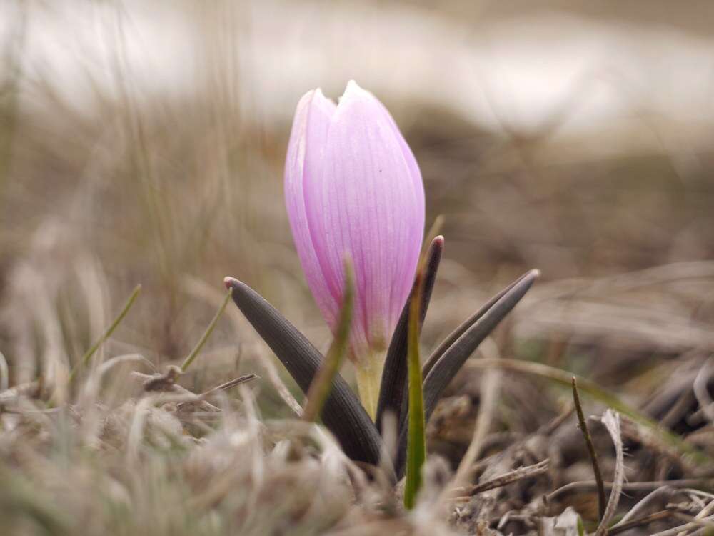 Image of Colchicum bulbocodium Ker Gawl.