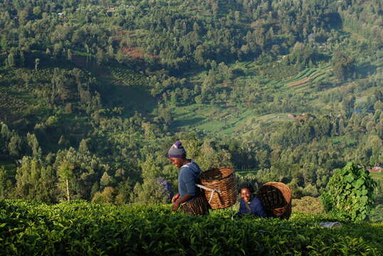 Image of Tea plant