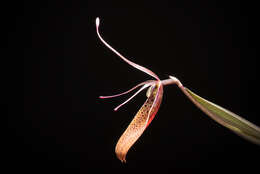 Image of Small-spotted Restrepia