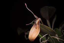 Image of Small-spotted Restrepia