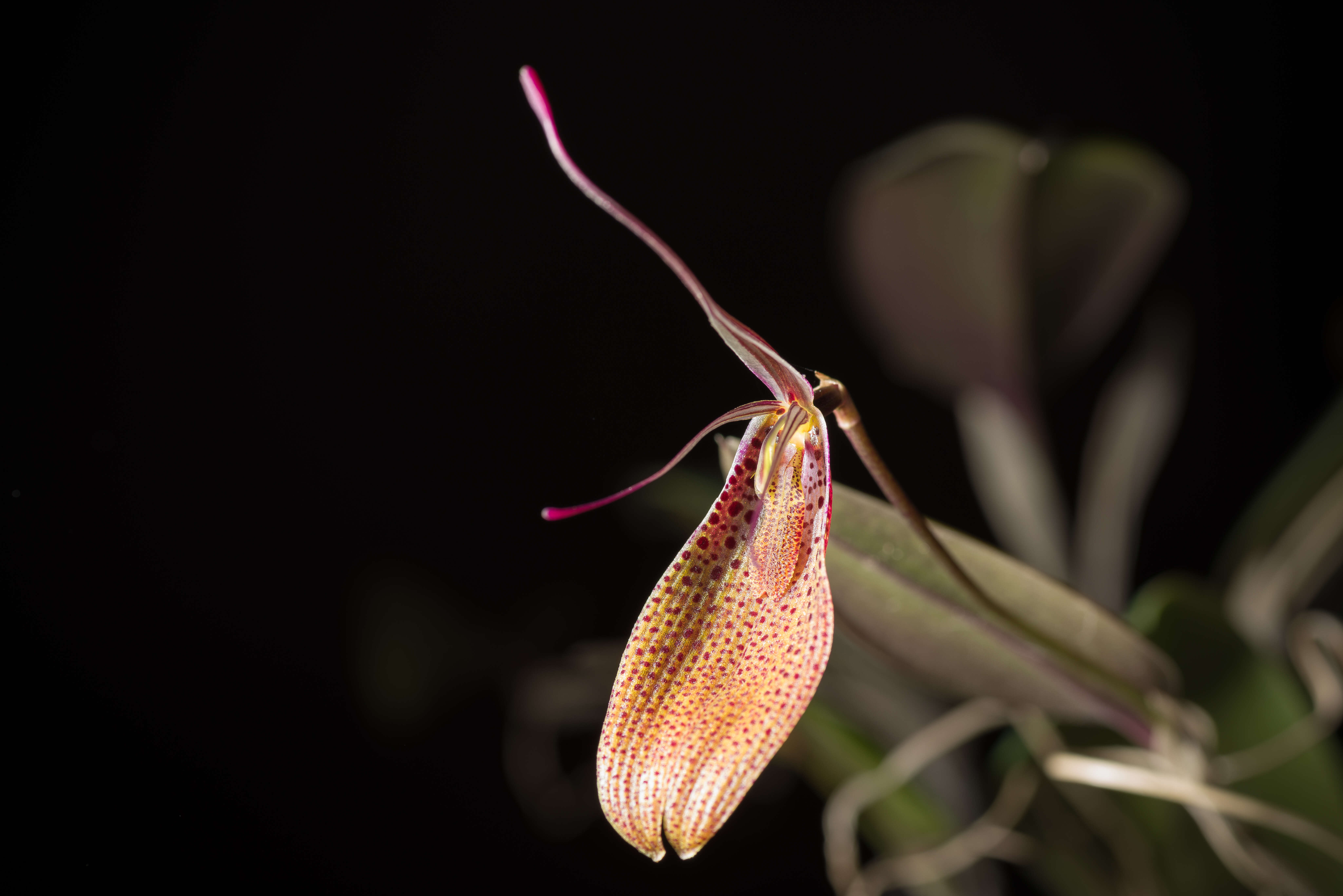 Image of Small-spotted Restrepia