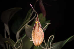 Image of Small-spotted Restrepia