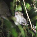 Image of Large Tree Mouse