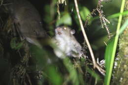 Image of Large Tree Mouse