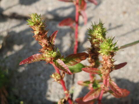 Image of redroot amaranth