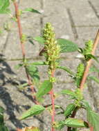 Image of redroot amaranth