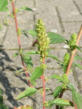 Image of redroot amaranth