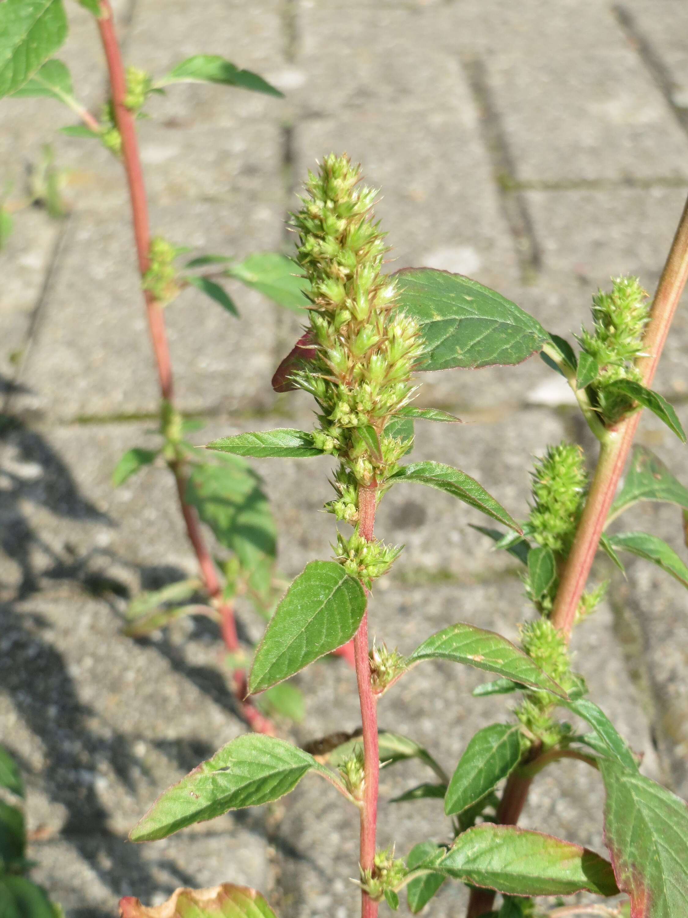 Image of redroot amaranth