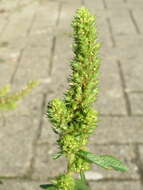 Image of redroot amaranth