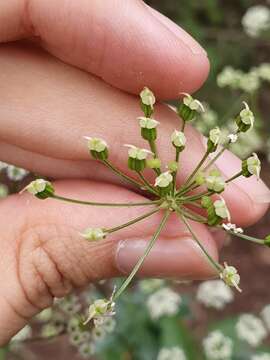 Sivun Physospermum verticillatum (Waldst. & Kit.) Vis. kuva