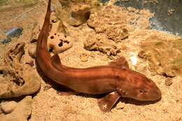 Image of Brownbanded Bamboo Shark