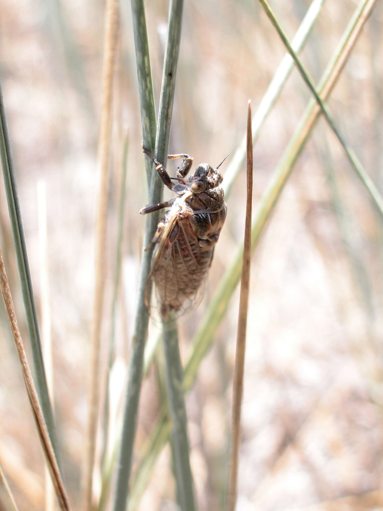 Image of Tibicinoides mercedita (Davis & W. T. 1915)