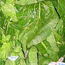 Image of Brassica rapa var. perviridis