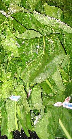 Image of Brassica rapa var. perviridis