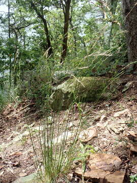 Plancia ëd Festuca occidentalis Hook.