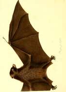 Image of Bonin Flying Fox