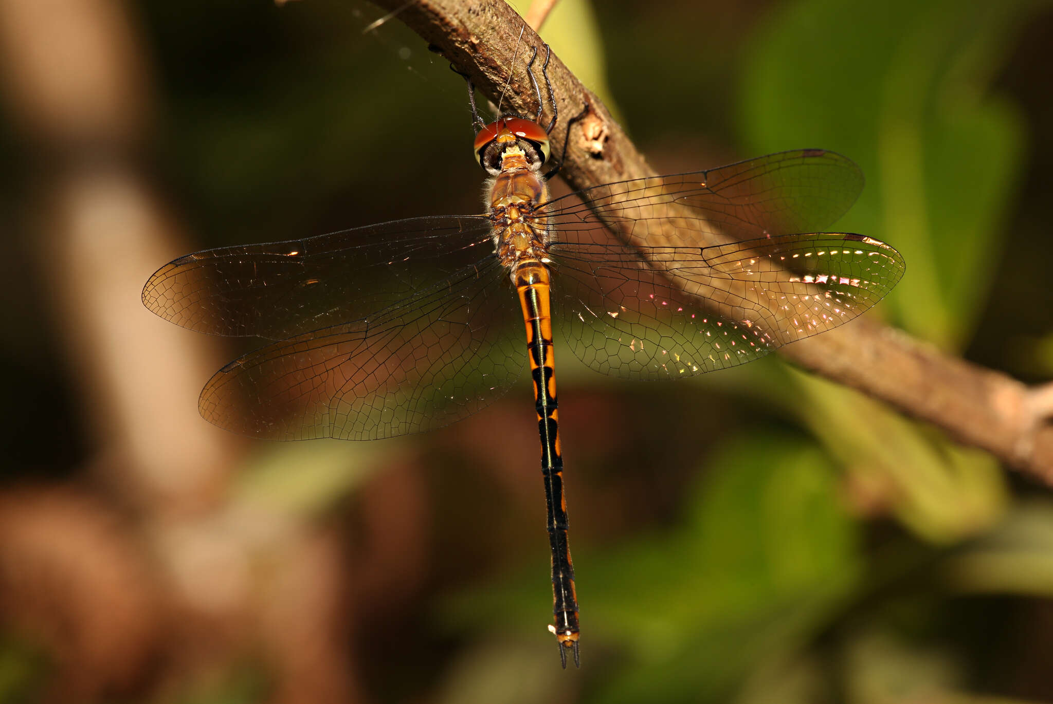 Image of Fat-bellied Emerald