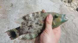 Image of Floral wrasse