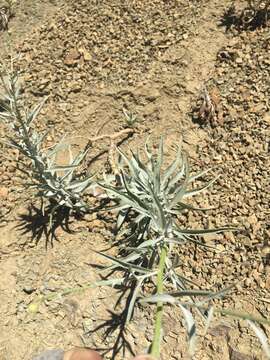 Image of cliff desertdandelion