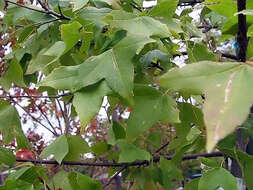 Image of three-toothed maple