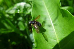 صورة Sericomyia lappona (Linnaeus 1758)