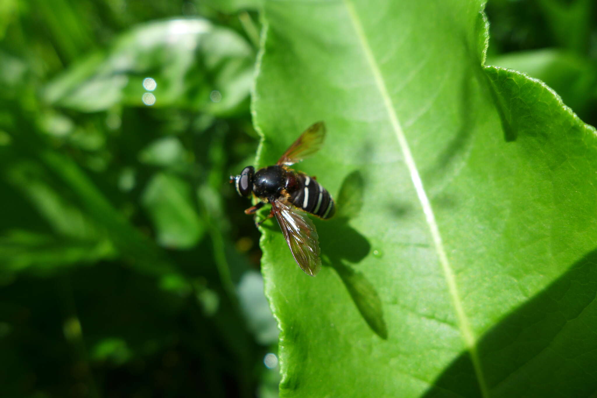 صورة Sericomyia lappona (Linnaeus 1758)