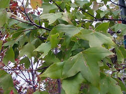 Image of three-toothed maple