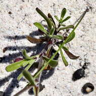 Слика од Silene aethiopica subsp. aethiopica