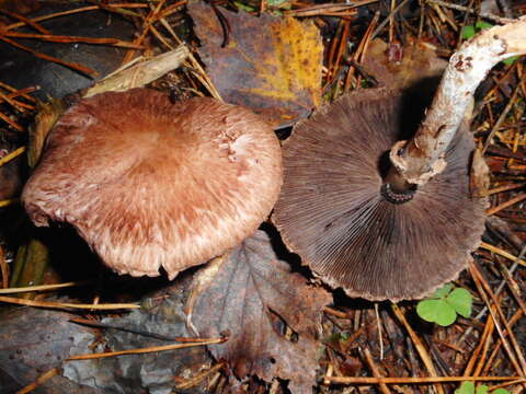 Image of Blushing Wood Mushroom