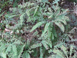 Image of Northern maidenhair fern