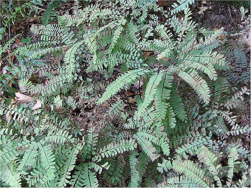 Image of Northern maidenhair fern