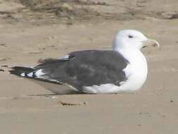 Image of Great Black-backed Gull