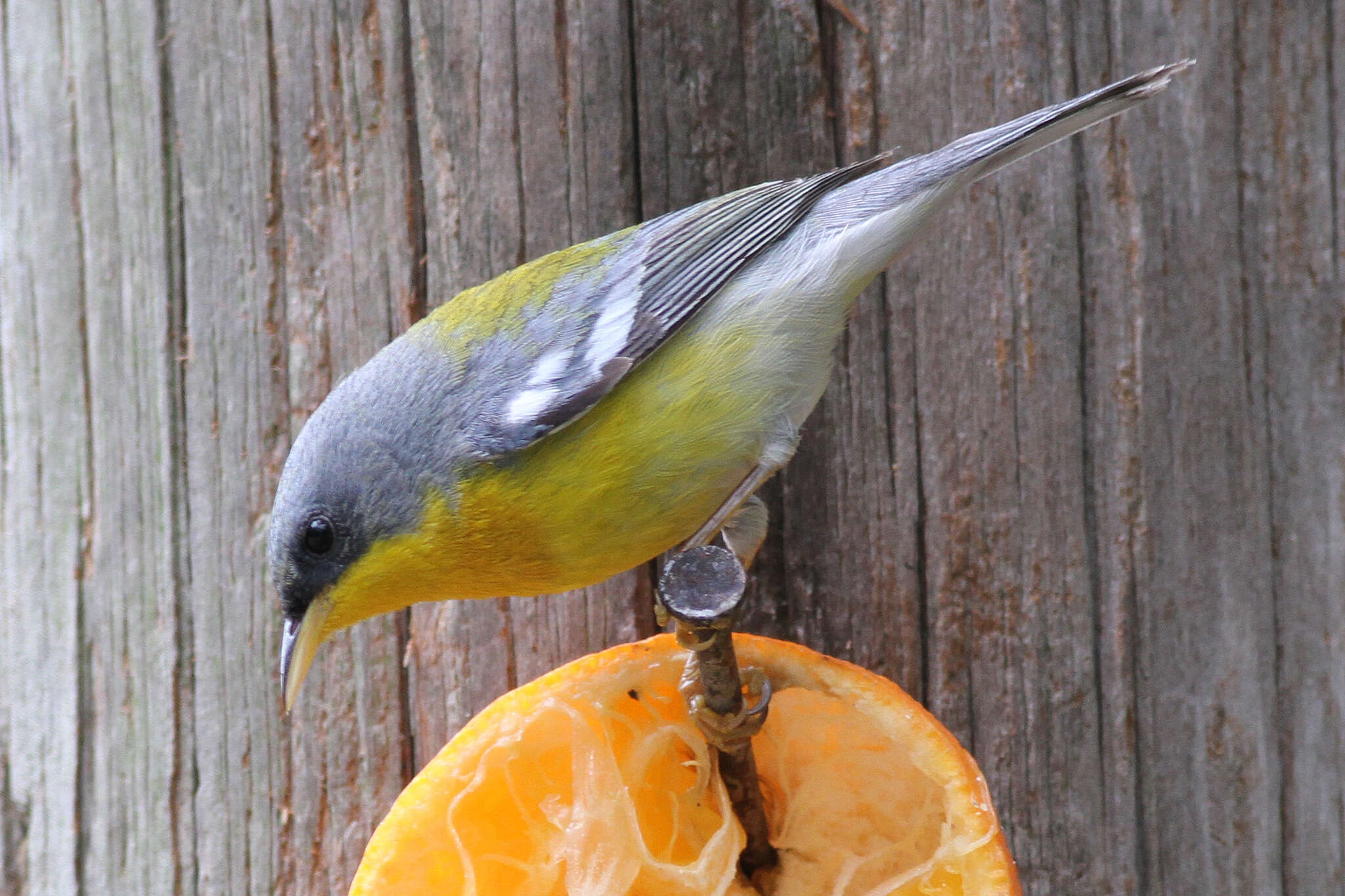 Image of Tropical Parula