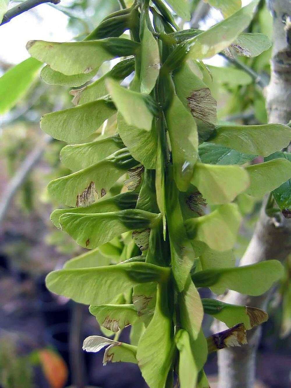 Image de Érable à feuille de vigne