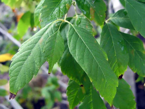 Acer cissifolium (Sieb. & Zucc.) C. Koch resmi