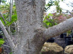 Acer cissifolium (Sieb. & Zucc.) C. Koch resmi