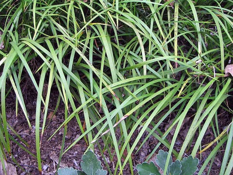 Image of Dwarf Sedge