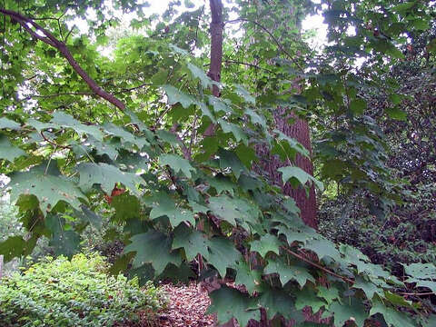 Image of Acer pictum subsp. mono (Maxim.) H. Ohashi