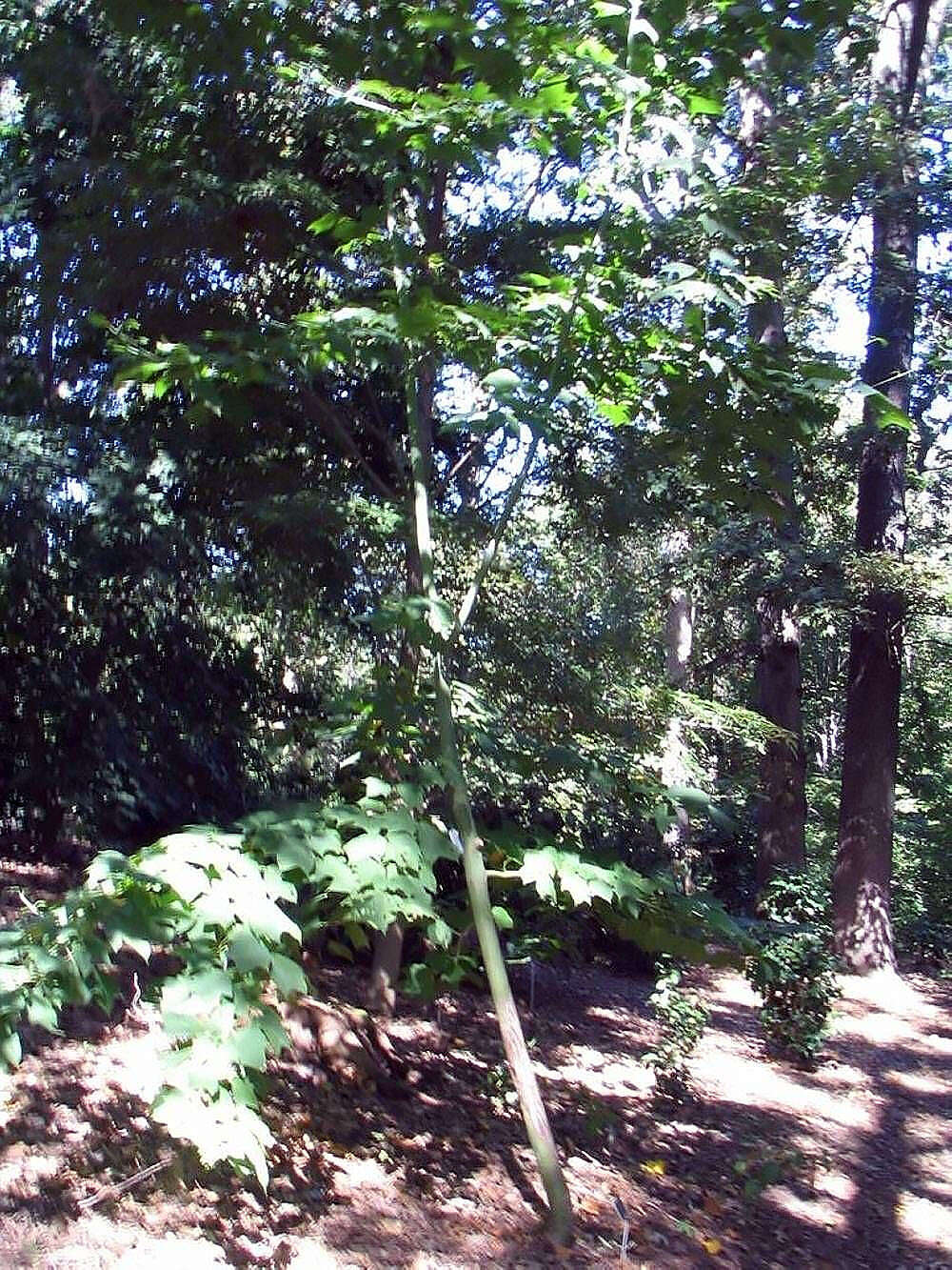 Image of Grey-budded snake-bark-maple