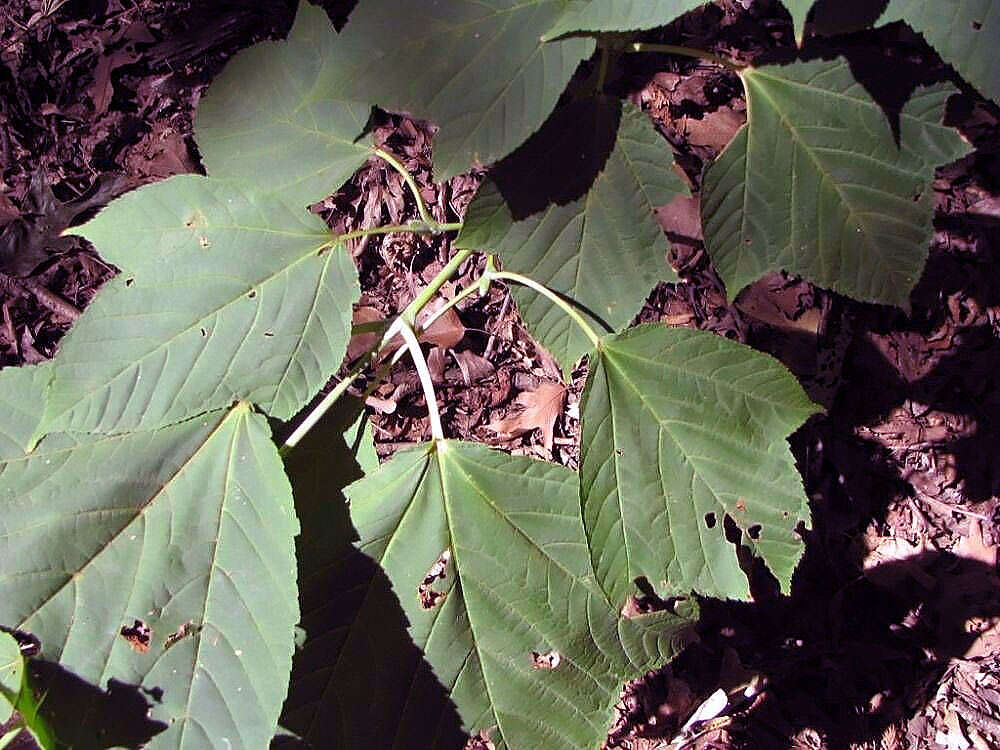 Image of Grey-budded snake-bark-maple