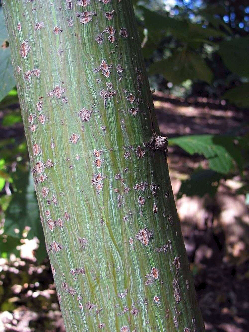 Image of Grey-budded snake-bark-maple