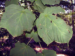 Image of Manchurian Striped Maple