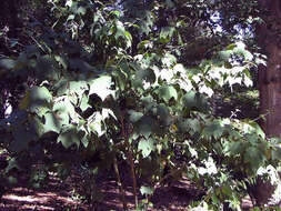 Image of Grey-budded snake-bark-maple