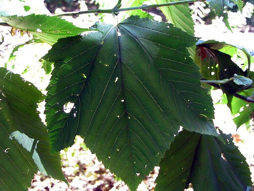 Image of Grey-budded snake-bark-maple